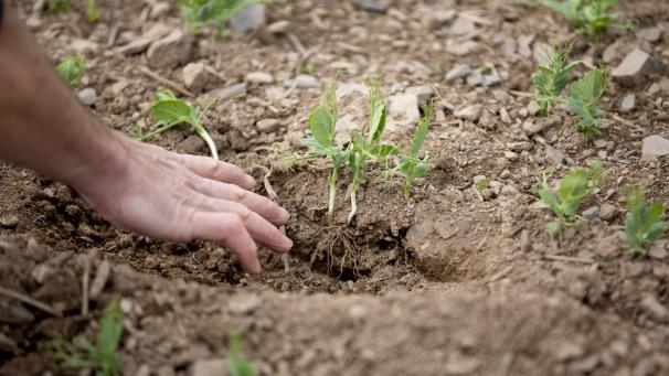 <p>Die Stiftung „Terre de vie“ setzt sich für die Anerkennung der landwirtschaftlichen „Therapie“ ein.</p>