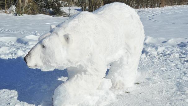 <p>Mittlerweile ist der Eisbär allerdings wiederverschwunden.</p>