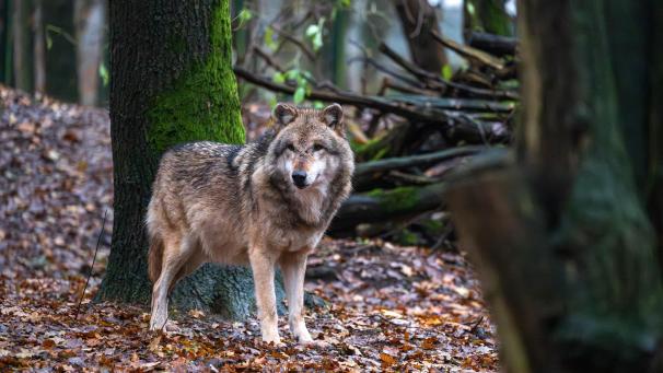 <p>Im vergangenen Jahr ist die Anzahl der Wolfsangriffe stark zurückgegangen.</p>