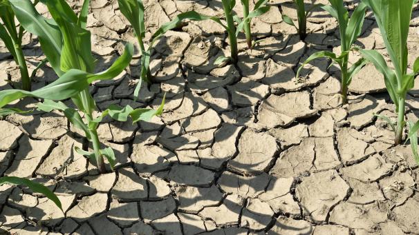 <p>Extreme Wetterereignisse wie Hitzewellen, Überschwemmungen und Waldbrändeverursachen Todesfälle und Krankheiten, die mit dem Klima in Verbindung gebracht werden.</p>