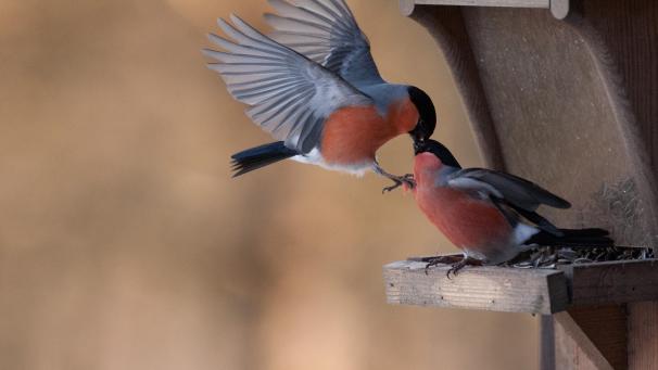 <p>Die Naturschutzorganisation Natagora lädt wieder zur Vogelzählaktion ein.</p>