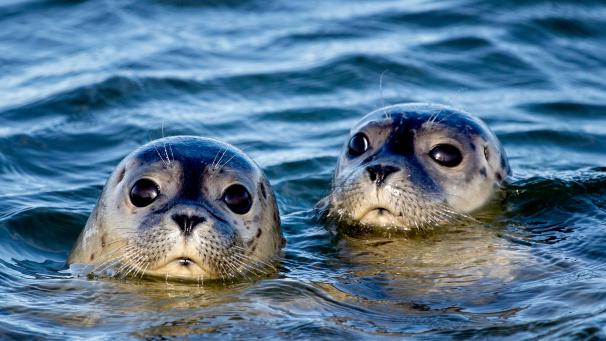 <p>An derAn der belgischen Küste wurde 2022 eine Rekordzahl von Seehunden gesichtet.</p>