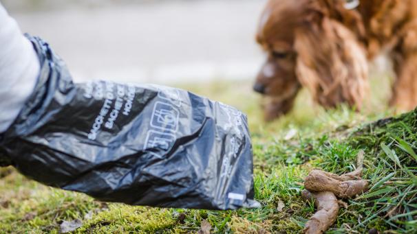<p>Südtirol geht radikal gegen Besitzer vor, die die Haufen ihrer Hunde nicht beseitigen.</p>