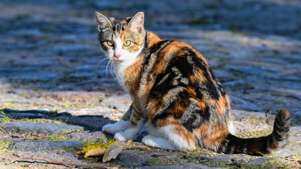 <p>In Brüssel leben aktuell mehr Katzen, als in den vergangenen Jahren.</p>