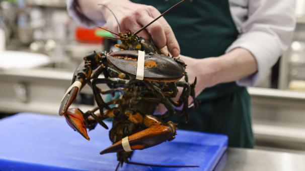 <p>Belgien importiert jedes Jahr durchschnittlich knapp vier Millionen lebende Hummer, hauptsächlich aus Kanada.</p>