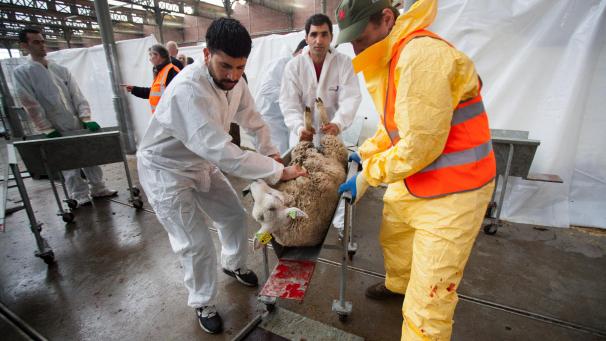 <p>Schlachtritual zum islamischen Opferfest in Antwerpen</p>