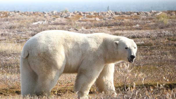 <p>Eisbär in Kanada</p>