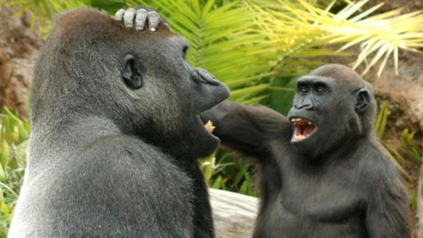 <p>Einjunger Gorilla täscheltden Kopf eines erwachsenen Artgenossen: Humor ist wahrscheinlich älter als die Menschheit selbst.</p>