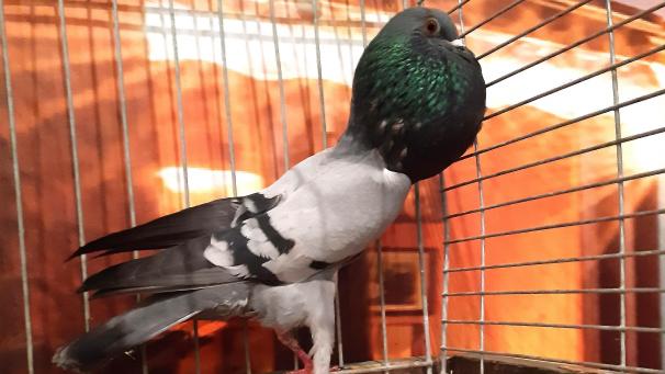 <p>Ein Brünner Kröpfer von Sabine Plumanns erhielt in Masta tolle 97 Punkte.</p>