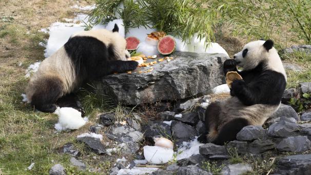 <p>Die Zwillinge Bao Di and Bao Mei haben vor knapp fünf Jahren in Belgien das Licht der Welt erblickt.</p>