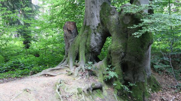 <p>Die über Jahrhunderte ineinander verwachsenen Bäume des Aachener Landgrabens drohen einzugehen.</p>