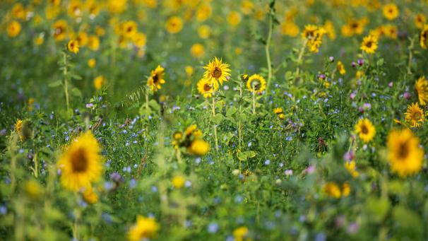 <p>Von Biodiversität profitieren Mensch und Tier.</p>