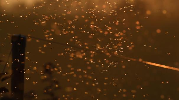 <p>Mit etwas Glück sinken die Temperaturen für eine Weile unter den Gefrierpunkt und die Mücken erfrieren hierzulande massenhaft.</p>