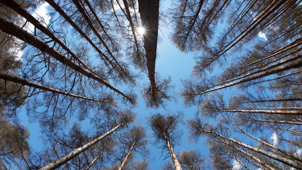 <p>Das Gesetz sieht unter anderemvor, zukünftig mehr Bäume zu pflanzen.</p>
