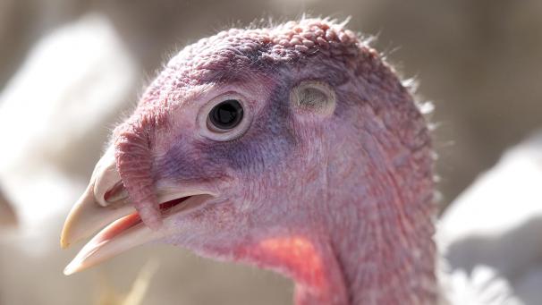 <p>Der Tierschutz soll besser werden.</p>