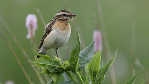 <p>Braunkehlchen</p>