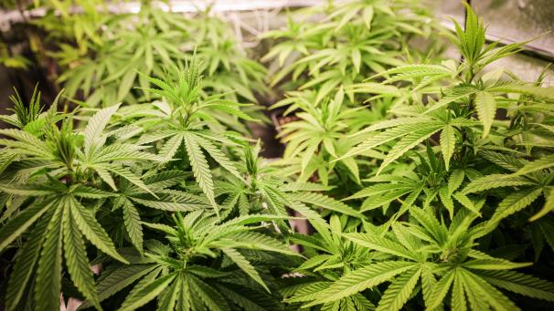 <p>Ab April soll in Deutschland der Besitz und der Anbau von Cannabis unter bestimmten Voraussetzungen legal sein.</p>