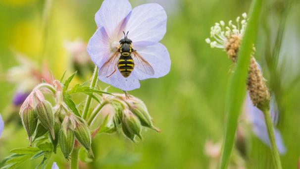 <p>Für einen Lebensraum, der die Artenvielfalt fördert, setzt sich die Stadt Eupen ein.</p>