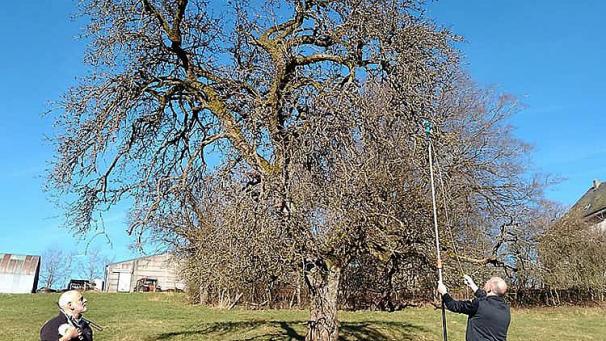 <p>Die Obstbäume werden fachmännisch gepflegt.</p>