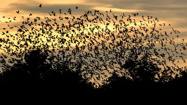 <p>Die Schwarmbildung von Staren ist ein einzigartiges Naturschauspiel.</p>