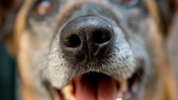 <p>Wer seine geliebte Fellnase vermisst, dem steht in Eupen nun eine neue Plattform zur Suche zur Verfügung.</p>