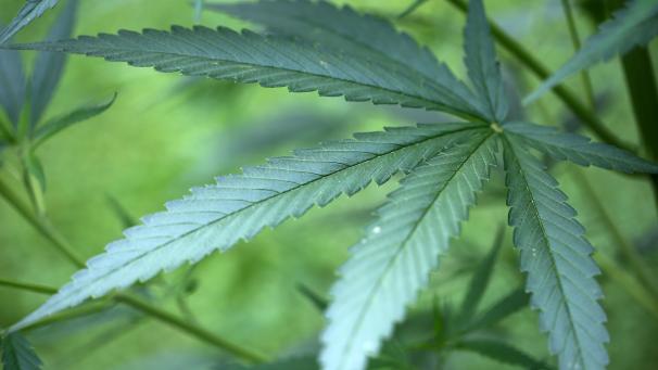 <p>Die Hanfpflanze ist wahrscheinlich eine der bekanntesten Nutzpflanzen der Welt.</p>