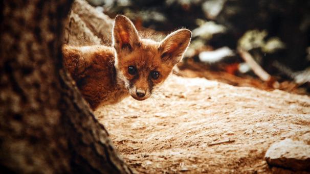 <p>Es braucht sehr viel Geduld, um die Tiere vor die Linse zu bekommen.</p>