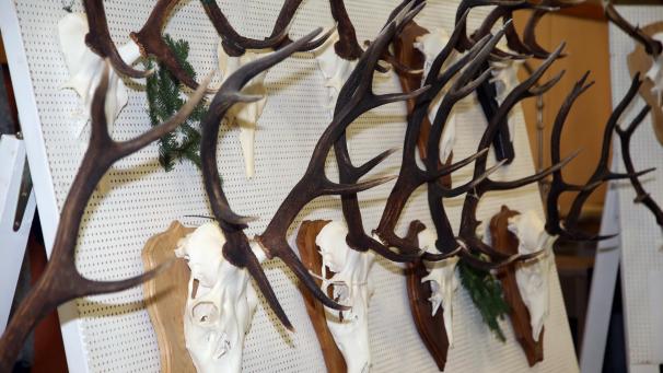 <p>598 Tiere wurden 2023 bei der Jagd erlegt. Die Zahl verteilt sich gleichmäßig auf die verschiedenen Kategorien.</p>