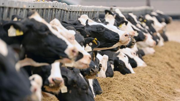 <p>Milchkuehe_81563776</p>