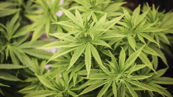 <p>Cannabispflanzen</p>