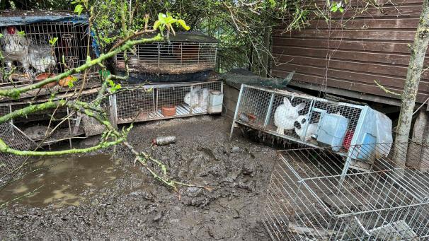 <p>Die Tiere mussten in schrecklichen Umständen hausen.</p>