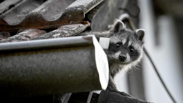 <p>Waschbären sind süß, können in Haus und Garten aber auch Schaden anrichten.</p>