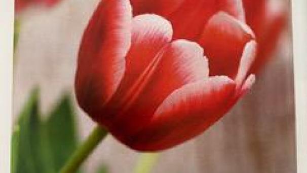 <p>Die rote Tulpe mit dem weißen Blütenrand ist das Symbol für Parkinson.</p>