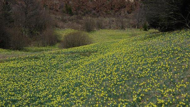 <p>Im Kleinfüllenbachtal blühen die Narzissen und bieten eine prächtige Kulisse.</p>