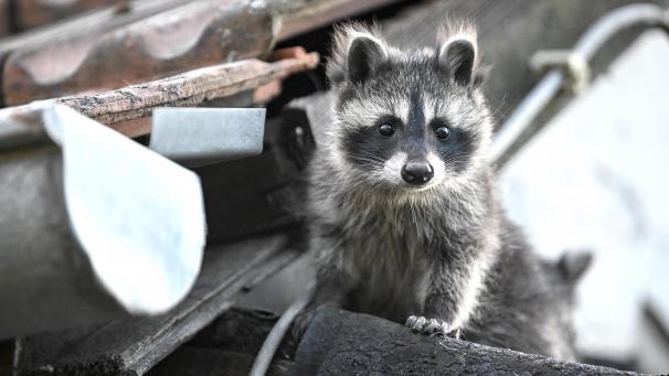 <p>Der Waschbär sieht zwar niedlich aus, entwickelt sich allerdings in vielen Gebieten immer mehr zur Plage.</p>