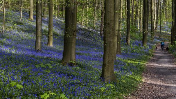 <p>Das Hyazinthenfestival ist ein wahres Naturschauspiel.</p>