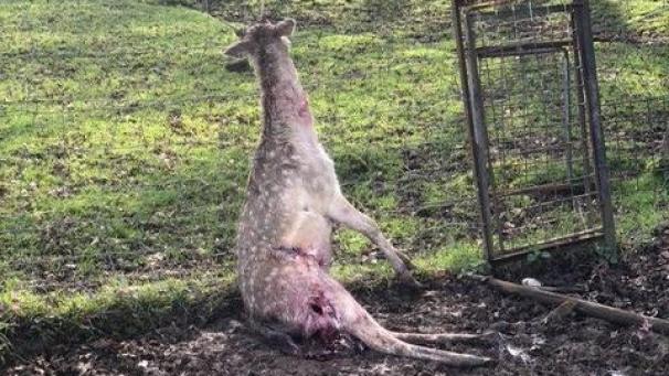 <p>Ein angegriffenes Reh wurde tot in einemZaun gefunden.</p>