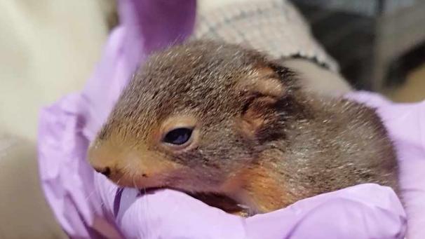 <p>Die Tiere werden gepflegt, bis sie sich selbst ernähren können.</p>