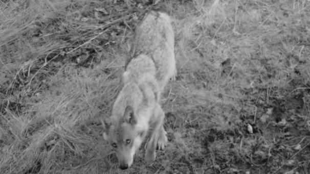 <p>Die Wölfin Maxima lebt nicht mehr.</p>