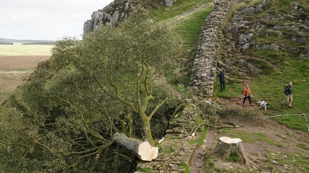 <p>Spaziergänger gehen am illegal gefällten Berg-Ahorn-Baum am Hadrianswall in Northumberland vorbei.</p>
