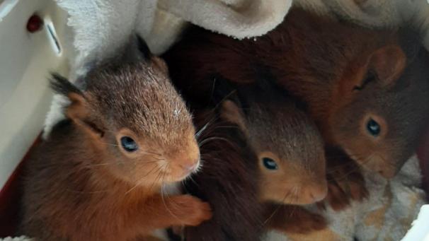 <p>Kleine Tiere wie Eichhörnchen oder größere Waldbewohner wie Rehe können in der Pflegestation aufgenommen werden.</p>