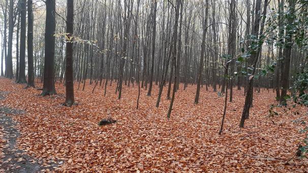 <p>Seit Wochen sorgt der Verkauf des Konenbos und des Vrouwenbos (Foto) in Voeren für Diskussionen in der Gemeinde Büllingen. Am Donnerstag stimmte der Gemeinderat nun mit zehn Ja- bei drei Nein-Stimmen für die Veräußerung dieser Waldstücke an die Flämische Region, die dafür 2.344.122 Euro auf den Tisch legt.</p>
