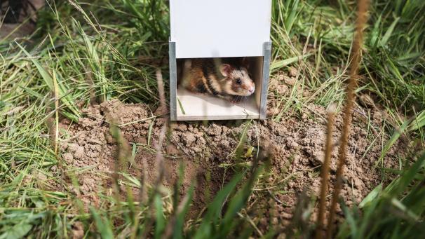<p>Im Kreis Euskirchen sind nachgezüchtete Feldhamster ausgewildert worden.</p>