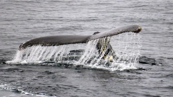 <p>Jährlich sterben rund 20.000 Wale durch Kollisionen.</p>