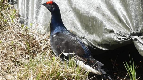 <p>Einer der ersten schwedischen Birkhähne, die im Hohen Venn ausgesetzt wurden.</p>