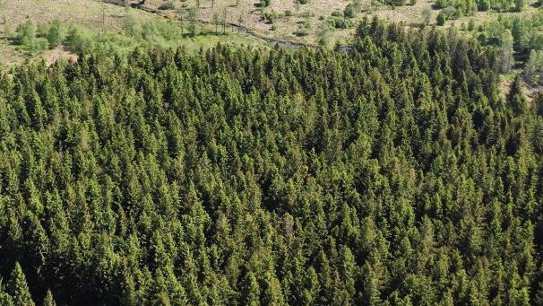 <p>Im Hohen Venn sollen mehr als 10.000 neue Bäume gepflanzt werden.</p>