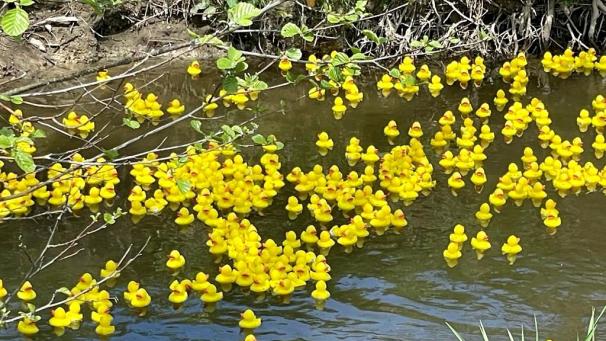<p>Am Sonntag schwimmen wieder Badeenten auf der Amel.</p>