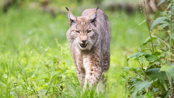 <p>Der Luchs wurde in der jüngeren Vergangenheit mehrmals in Belgien gesichtet.</p>