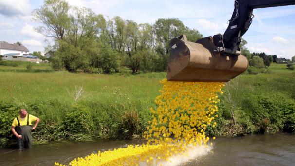 <p>Ein beeindruckendes Bild, wenn die Enten in der Amel landen.</p>
