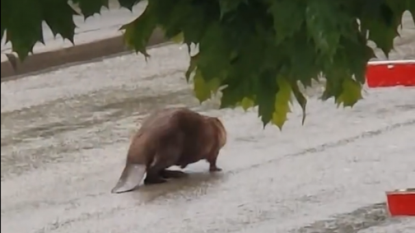 <p>Das Video machte am Freitagmorgen auf Facebook die Runde.</p>